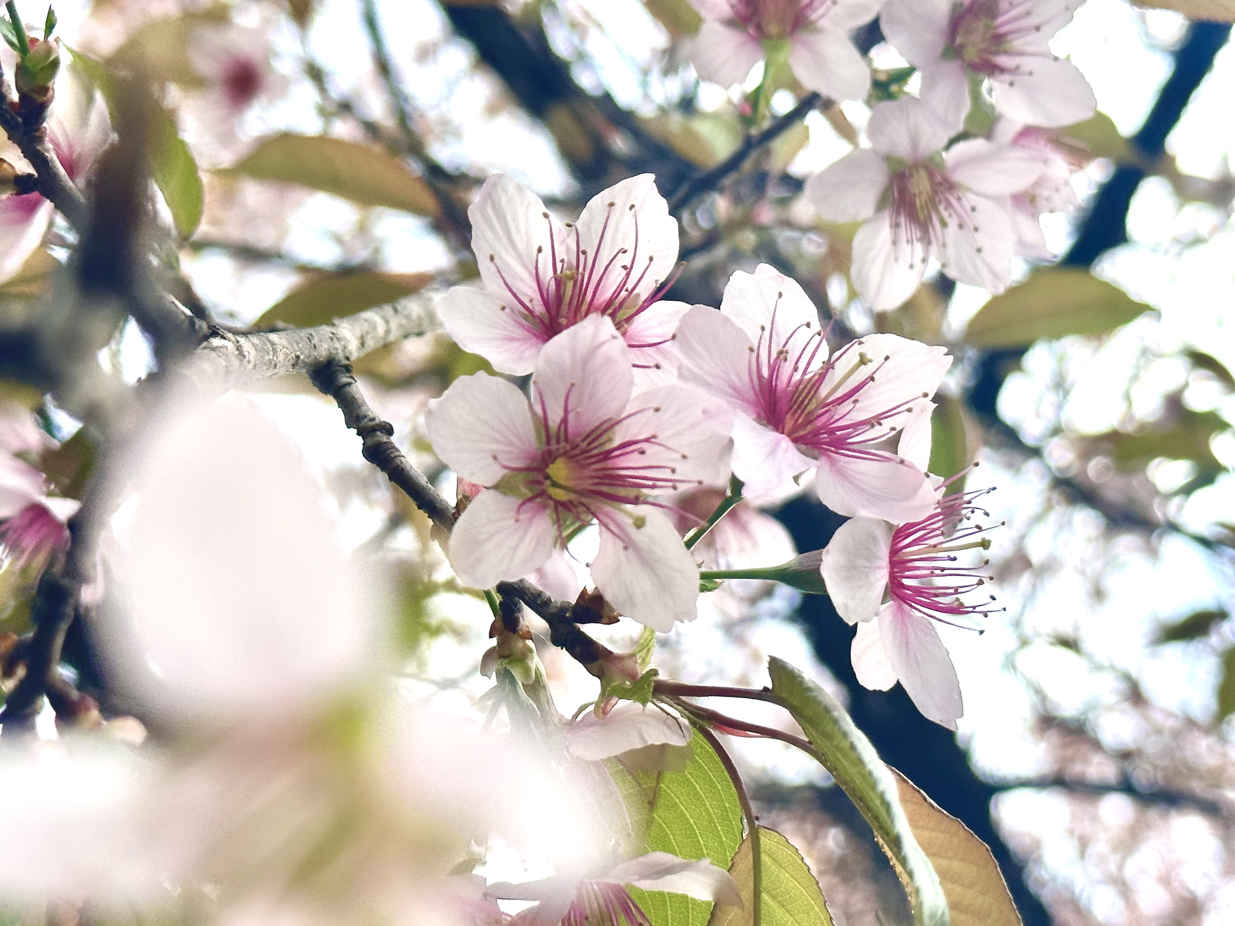 Sakura